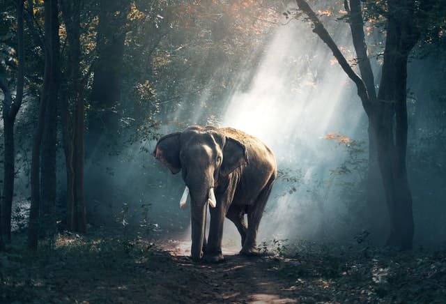 geanimeerde olifant in bos